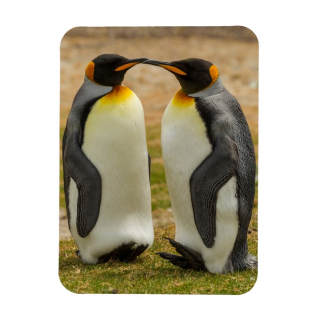 Ímã Par de pinguins-reis, Malvinas (Vertical)