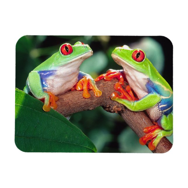 Ímã Par de Rãs-Árvore-de-Olhos-Vermelhos, Agalychinis  (Horizontal)
