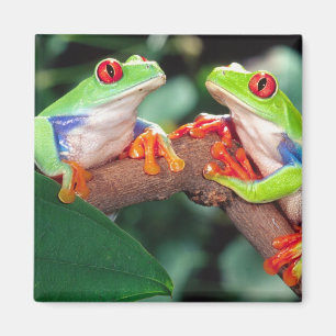 Imã Par de Treefrog, Agalychinis callidryas,