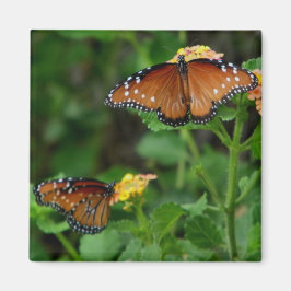 Imã Par do ímã Rainha das Borboletas