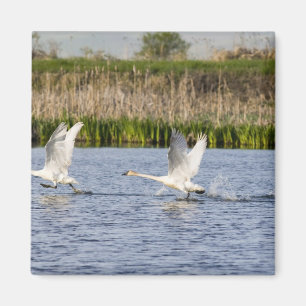 Imã Par reprodutor de cisnes da tundra decolando para