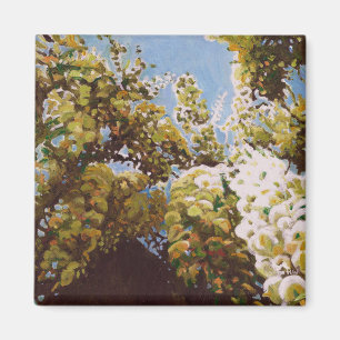 Imã Para a wisteria 2011