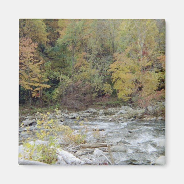 Imã Para as Florestas (Frente)