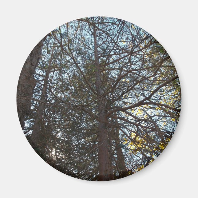 Imã Para cima através das filiais (Frente)