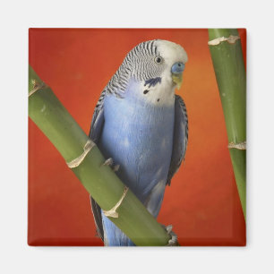 Imã parakeet