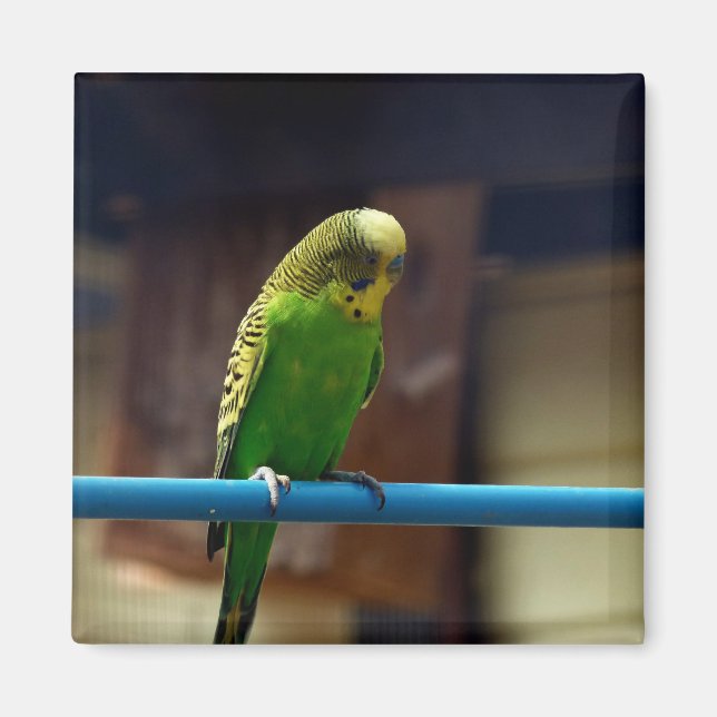 Imã Parakeet (Frente)