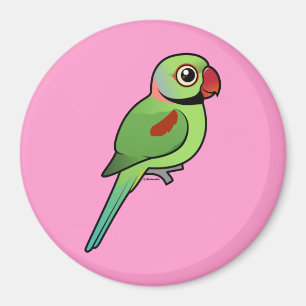 Imã Parakeet do Alexandrine
