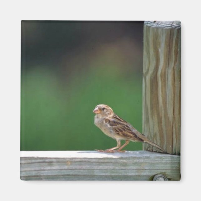 Imã Pardal (Frente)