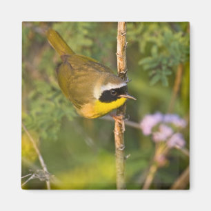 Imã Pardal-de-cabeça-preta (Geothlypis trichas) macho,