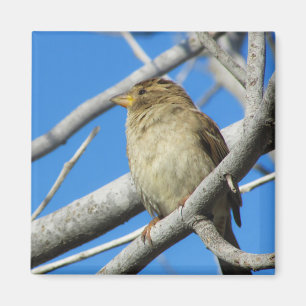 Imã Pardal na árvore