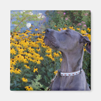 Imã Pare e cheire o ímã das flores