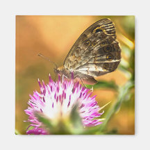 Parede Brown Butterfly Lasiommata megera Painting