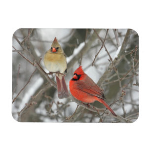 Ímã Pares de cardeais do norte