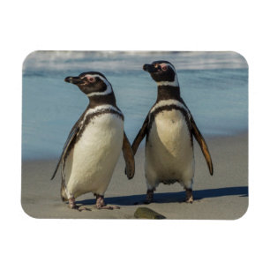 Ímã Pares de pinguins na praia
