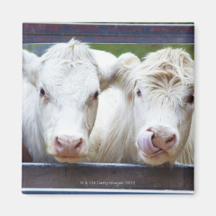Imã Pares de vacas brancas novas no reboque de