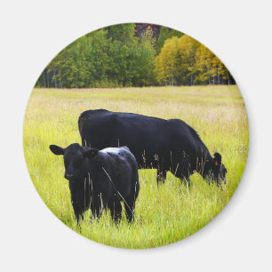 Imã Pares pretos de Angus no campo