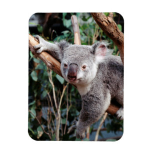 Ímã Parque de Vida Selvagem Featherdale, Ursos Koalás