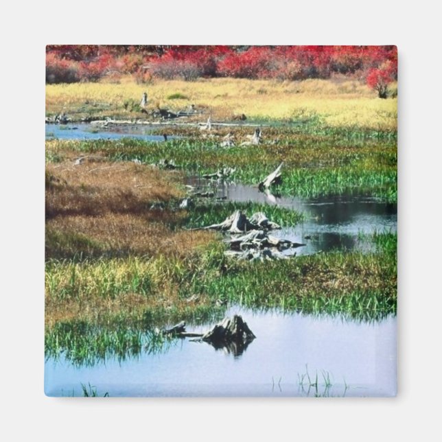 Imã Parque Estadual de Rickets Glen, PA (Frente)