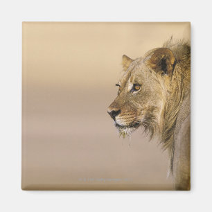 Imã Parque internacional de Kgalagadi, cabo do norte