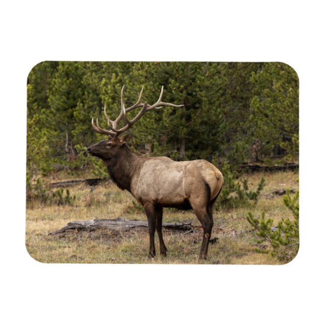 Ímã Parque Nacional Bull Elk Yellowstone, Wyoming (Horizontal)