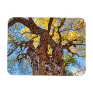 Ímã Parque Nacional Capitol Reef, Árvore Cottonwood
