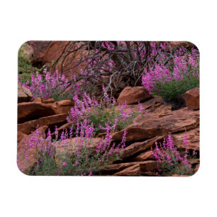 Ímã Parque Nacional Capitol Reef, Utah, EUA