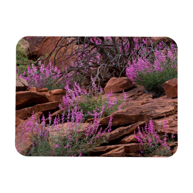 Ímã Parque Nacional Capitol Reef, Utah, EUA (Horizontal)