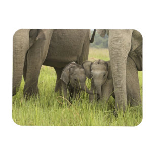 Ímã Parque Nacional Corbett, Uttaranchal, Índia.