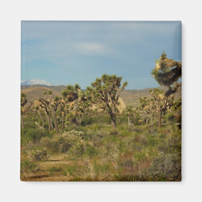 Imã Parque Nacional da Árvore de Josué Paisagem Desért (Frente)