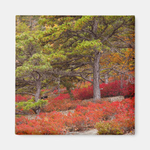Imã Parque Nacional de Acadia, Maine