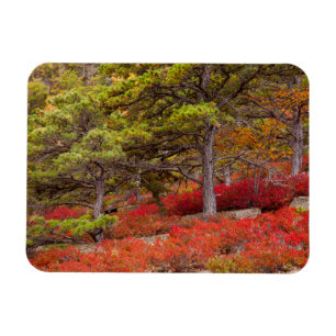 Ímã Parque Nacional de Acadia, Maine