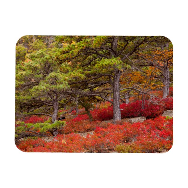 Ímã Parque Nacional de Acadia, Maine (Horizontal)