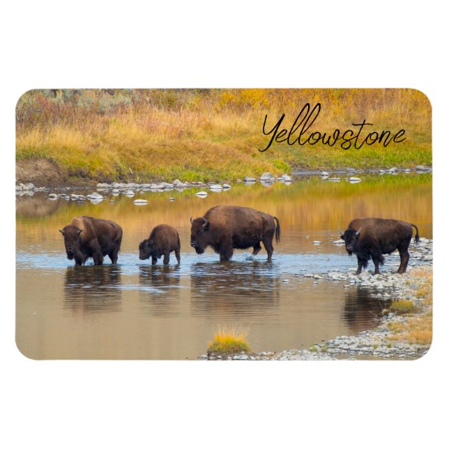 Ímã Parque Nacional de Bison River Crussing Yellowston (Horizontal)