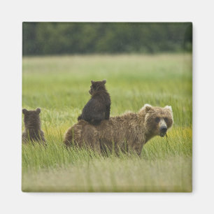 Imã Parque nacional de Clark dos EUA, Alaska, lago. A