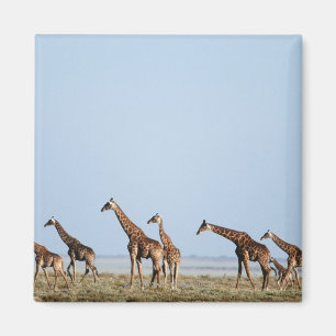 Imã Parque nacional de Etosha, Namíbia 2