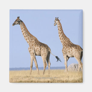 Imã Parque nacional de Etosha, Namíbia 3