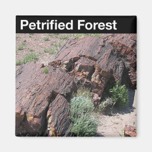 Imã Parque nacional de floresta Petrified