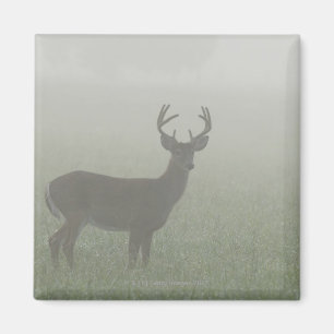 Imã Parque nacional de Great Smoky Mountains,