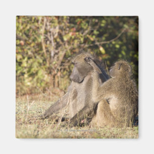 Imã Parque nacional de Kruger, África do Sul