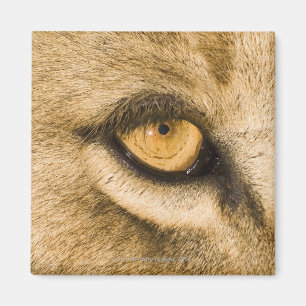 Imã Parque Nacional de Kruger, Província de Limpopo