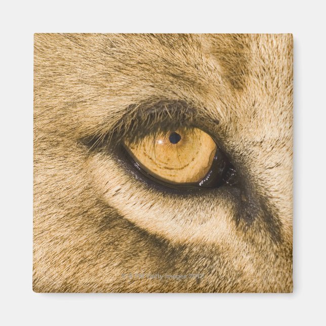 Imã Parque Nacional de Kruger, Província de Limpopo (Frente)