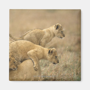 Imã Parque nacional de Serengeti, Tanzânia 2