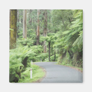 Imã Parque nacional de Tarra Bulga, escalas de