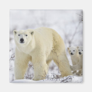 Imã Parque nacional de Wapusk, Canadá