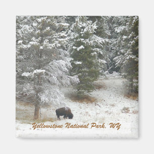 Imã Parque nacional de Yellowstone, WY