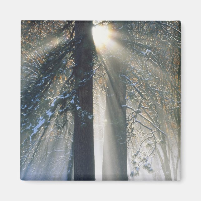 Imã Parque Nacional de Yosemite - Raios de sol fluindo (Frente)