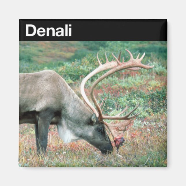 Imã Parque Nacional Denali (Frente)