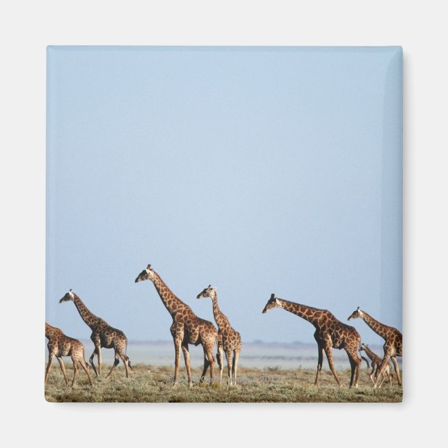 Imã Parque Nacional Etosha, Namíbia 2 (Frente)