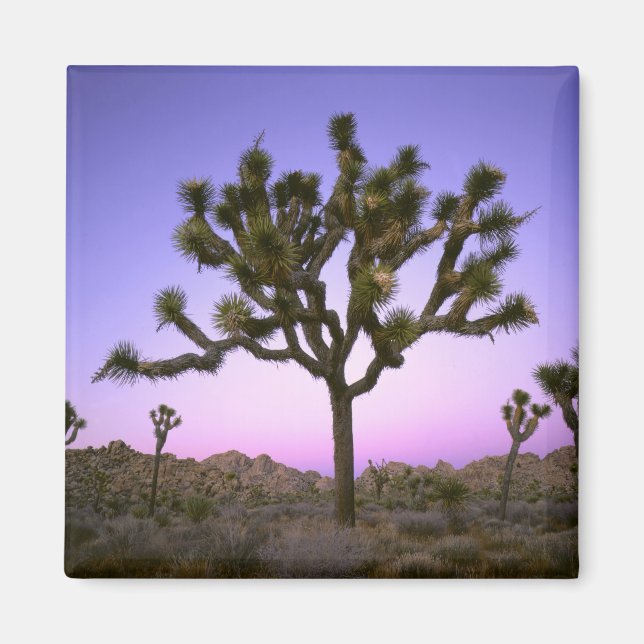 IMÃ PARQUE NACIONAL JOSHUA TREE, CALIFÓRNIA. EUA. (Frente)