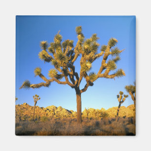 Imã Parque Nacional Joshua Tree, Califórnia. EUA.
